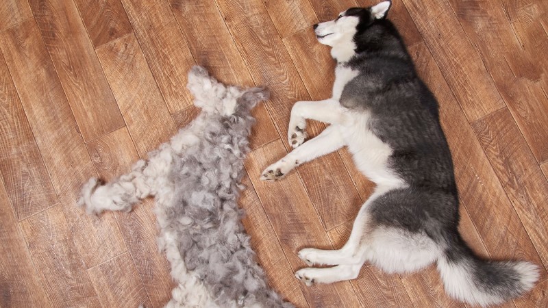 what causes a dog to shed excessively