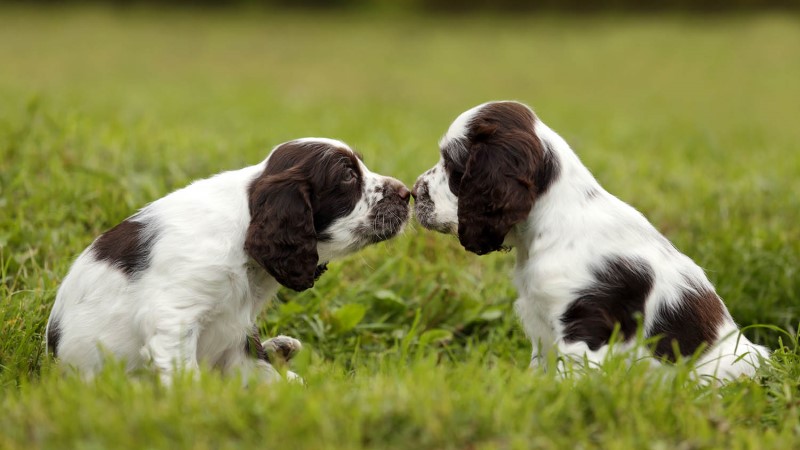 how do you bond with two dogs