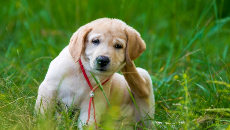 can probiotic help dogs dry skin