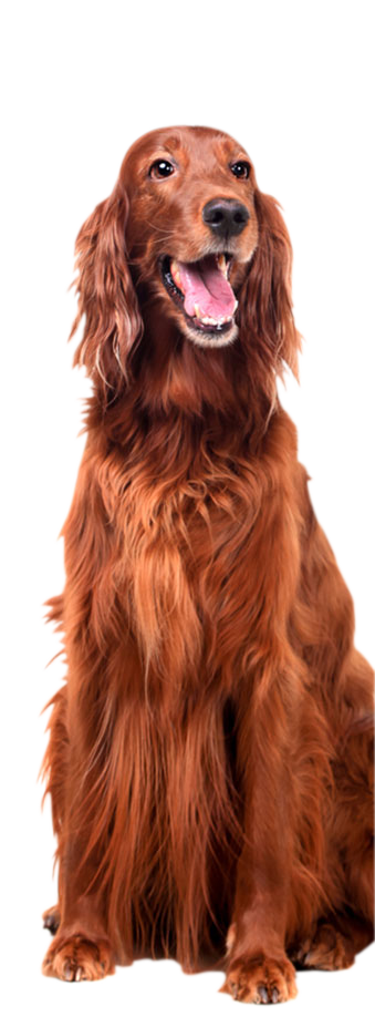 Picture of a irish terrier looking up