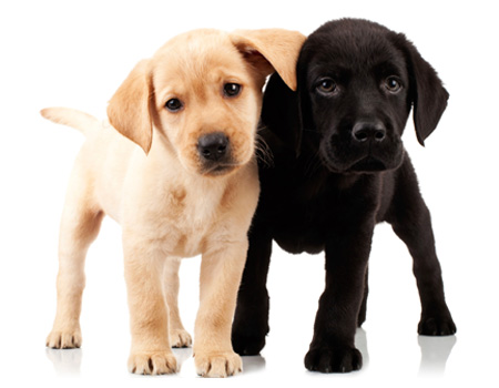 Two lab puppies | AKC Pet Insurance